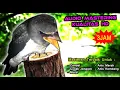 Download Lagu SUARA BURUNG KEKEP BABI GACOR - MASTERAN KEKEP BABI GACOR PALING DICARI