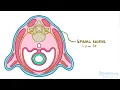 Development of the muscular system