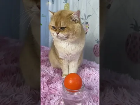 What happened with my water 😈😱😱 #shorts #cat