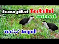 Download Lagu SUARA PIKAT RUAK RUAK TERBUKTI DATANG 100% AMPUH ✓