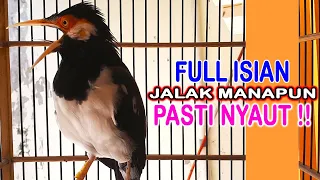 Download AUTO GACOR !! Jalak Suren Gacor Full Isian ! Pancingan Jalak SUren Gacor ! Jalak Suren Pasti Nyaut ! MP3