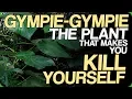 Gympie-Gympie - The Plant That Makes You Kill Yourself Our Most Painful Experiences