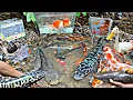 Download Lagu Looking for betta fish, ornamental fish, monster toman fish, catfish, snakehead fish, glofish