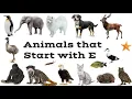 Animals That Start With E ABC Animals for kids and preschool
