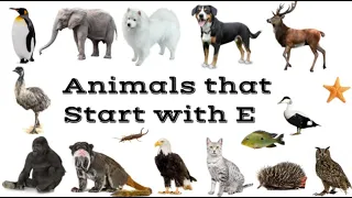 Animals That Start With E ABC Animals for kids and preschool