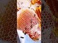 Download Lagu How This RED BEEHIVE Made the Sweetest Honey Ever 🍯 Part 2 #viralshorts #shorts #honeyharvest