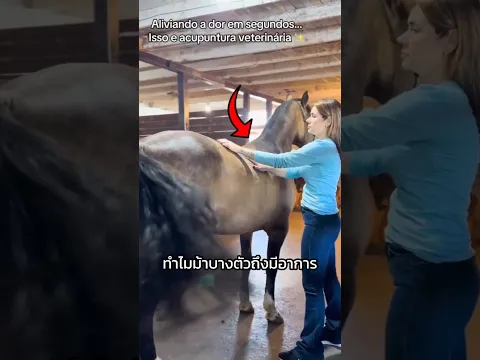 เปลี่ยนม้าพยศให้เชื่องได้ในพริบตา! เบื้องหลังการรักษาสุดทึ่ง