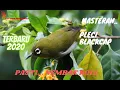 Download Lagu PASTI KONCER ⁉️TERAPI PLECI BLACKCAP JERNIH 2021
