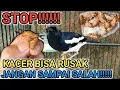 Download Lagu KALIAN JANGAN SALAH!!! EF DULU ATAU PENJEMURAN UNTUK BURUNG KACER | DR KACER NEW