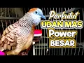 Lagu Perkutut UDAN MAS manggung suara besar, semua perkutut ikutan bunyi dan saling sahut