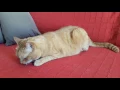 Download Lagu Ruby has a Feline Hyperesthesia Attack