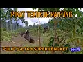 Lagu PIKAT TEKUKUR RANTING, PULUT/GETAH YANG SUPER LENGKET #EPS:5