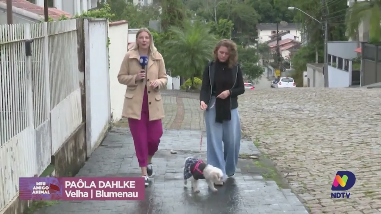 Meu Amigo Animal: veja quais os benefícios de brincar e passear com seu pet