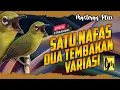 Lagu 🔴  LIVE masteran pleci tembakan variasi su nafas xpander sambung mantenan