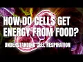 Cellular Respiration How Cells Release Energy from Food Middle School Science