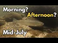 How Trout and whitefish move and change behaviour during the day in a run mid-July