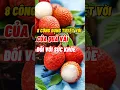 Download Lagu 8 Công Dụng Tuyệt Vời Của Quả Vải Đối Với Sức Khoẻ #dsdaiminh #dinhduong #shorts #health