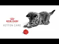 Royal Canin Kitten