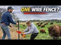 We Built This Fence in ONE Day Will They Stay In It
