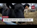 Inside a Day with a Large Animal Vet