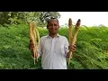 Download Lagu Sohanjna Ki Mooli Ka Achar | Moringa Pickle Recipe by Mubashir Saddique | Village Food Secrets