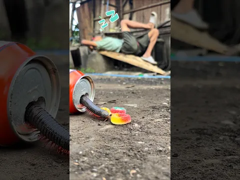 The sleep trick, This Dunkin’ Donut will bring the millipede out of hiding #shorts #millipede