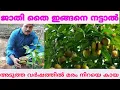 Lagu വേഗത്തിൽ ജാതി നിറയെ ഉണ്ടാകുവാൻ തൈ നടേണ്ട വിധം/വില / നല്ല ഇനം /Jathi krishi/Nutmeg Cultivation/Nutmeg