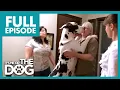 HUGE Great Dane Terrorizes Family Marriage It s Me or the Dog