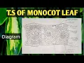 T S of Monocot Leaf diagram vaigam-tb4bs