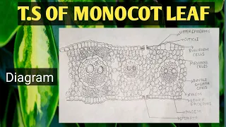 T S of Monocot Leaf diagram vaigam-tb4bs