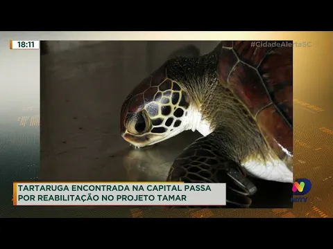 Tartaruga resgatada na Grande Florianópolis passa por reabilitação no projeto TAMAR