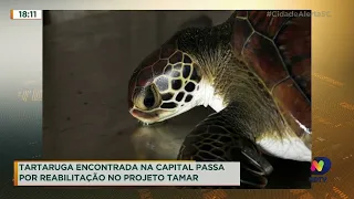 Tartaruga resgatada na Grande Florianópolis passa por reabilitação no projeto TAMAR