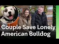 Download Lagu Koppel redt eenzame Amerikaanse bulldog en geeft hem een ​​nieuw leven | The Dog House 🐶