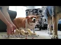 Corgi is the best foster Momma for baby animals