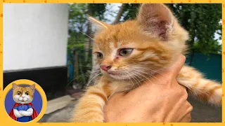 Спасение рыжего котёнка - копии Печеньки