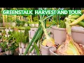 Download Lagu Greenstalk Garden Harvest and Tour | MASSIVE ONIONS, More Garlic, and Potatoes!! June 2025
