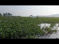 Download Lagu Spot in the middle of water hyacinth ‼️the attack is getting stronger | latest cirata fishing