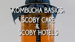 The Complete Guide to Flavoring and Carbonating Kombucha. 