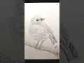 Download Lagu Drawing a Christmas Robin 🎄🐦