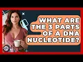 What Are The 3 Parts Of A DNA Nucleotide - The Everyday Why