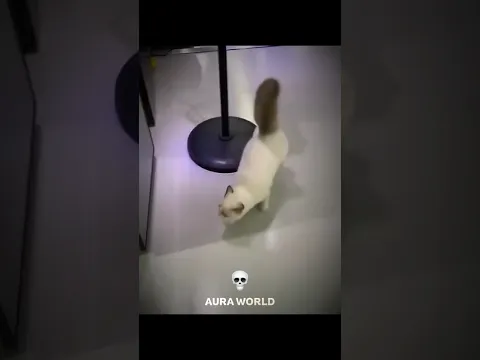 Cats can't drift ☠️