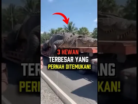 3 Hewan Terbesar yang Pernah Ditemukan Manusia! #shorts