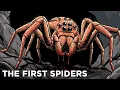 The Insane Evolution of Spiders