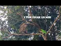 Download Lagu Mikat burung cucak ijo dihutan poin 2 ekor jomin