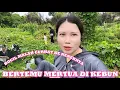 Download Lagu Bocil bertemu neneknya di ladang petik sayur |vlog