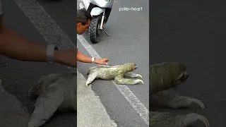 Three - Toed Sloth Crosses Road in Costa Rica Shorts