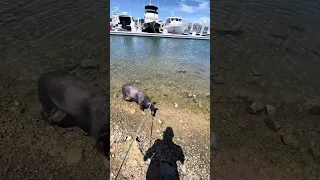 A little cool down for V.. #fyp #dream #youtube #doberman #pets
