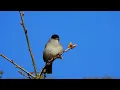 Download Lagu Eurasian blackcap song,Munk sang,Черноголовая славка пение,Fauvette à tête noire chant,Zwartkop zang