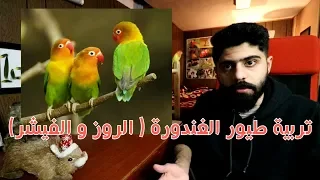 تربية طيور الغندور الروز و الفيشر  منير ليث دندنها