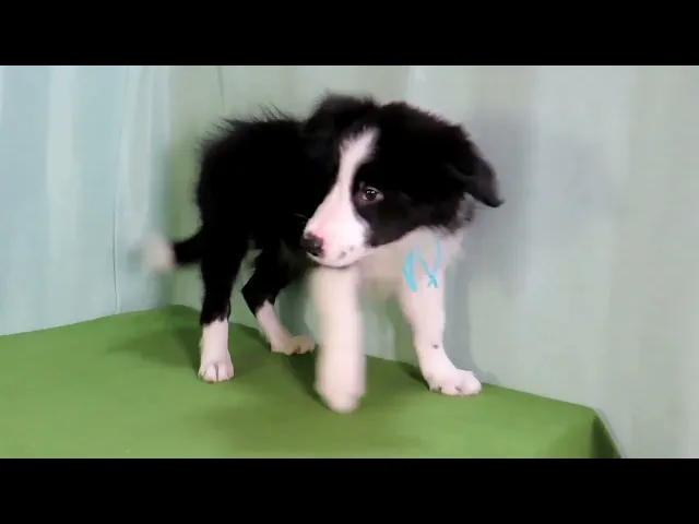 動画